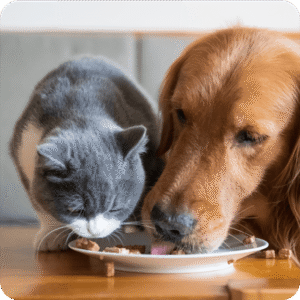 猫と犬が一緒に餌を食べている