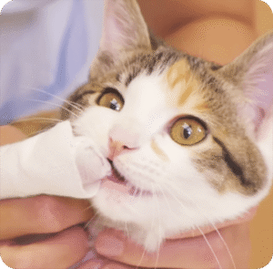 猫の歯の治療の様子